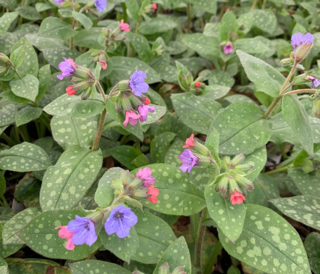 Pulmonaria saccharata 'Mrs. Moon'