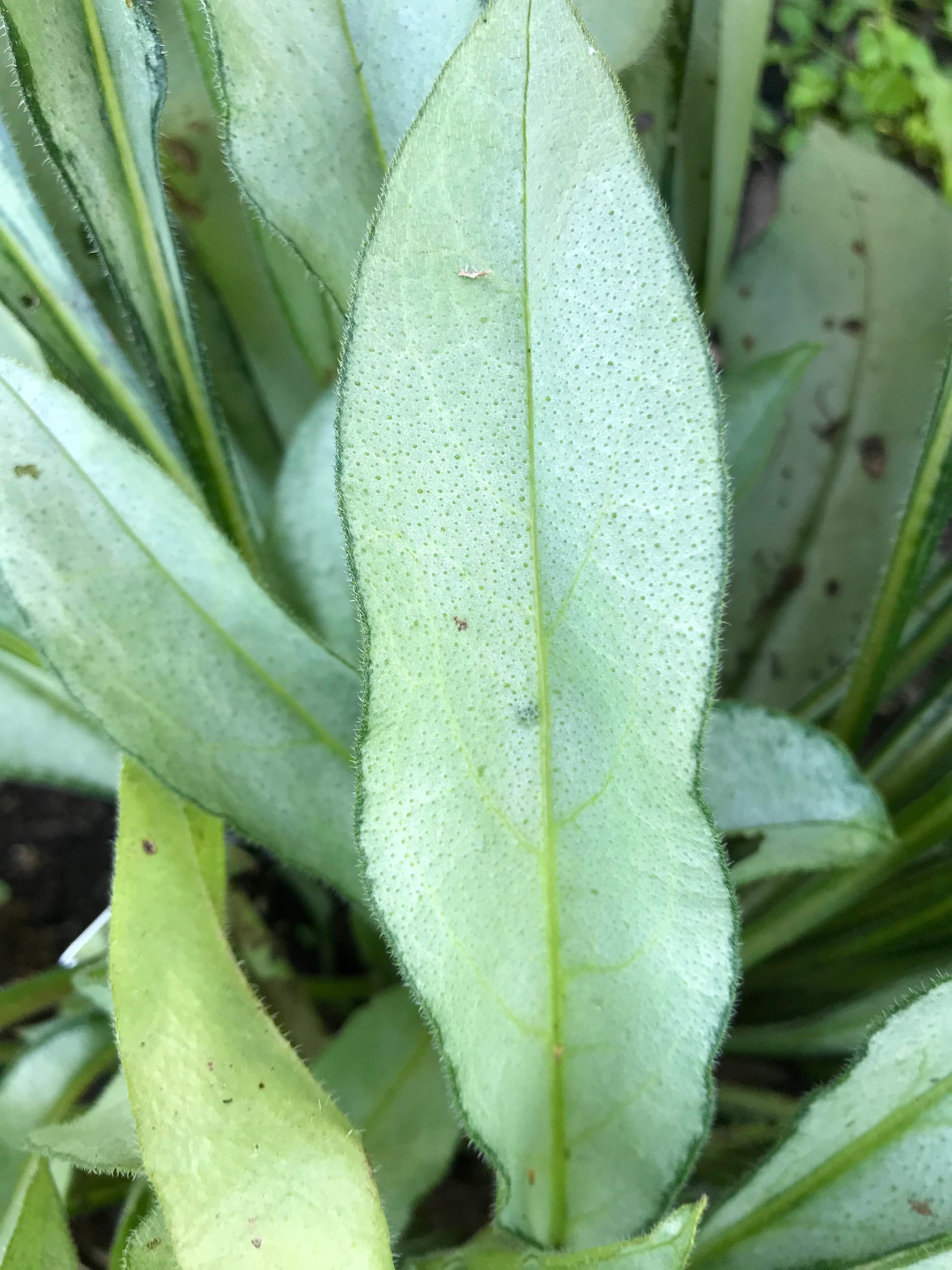 Pulmonaria x  'Samurai' or 'Samourai'