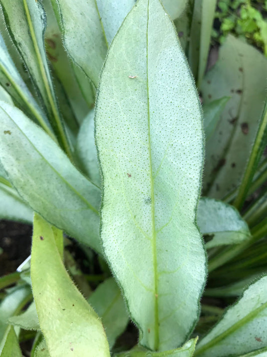 Pulmonaria x  'Samurai' or 'Samourai'