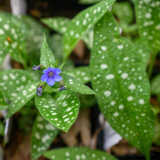 Pulmonaria x 'Trevi Fountain'