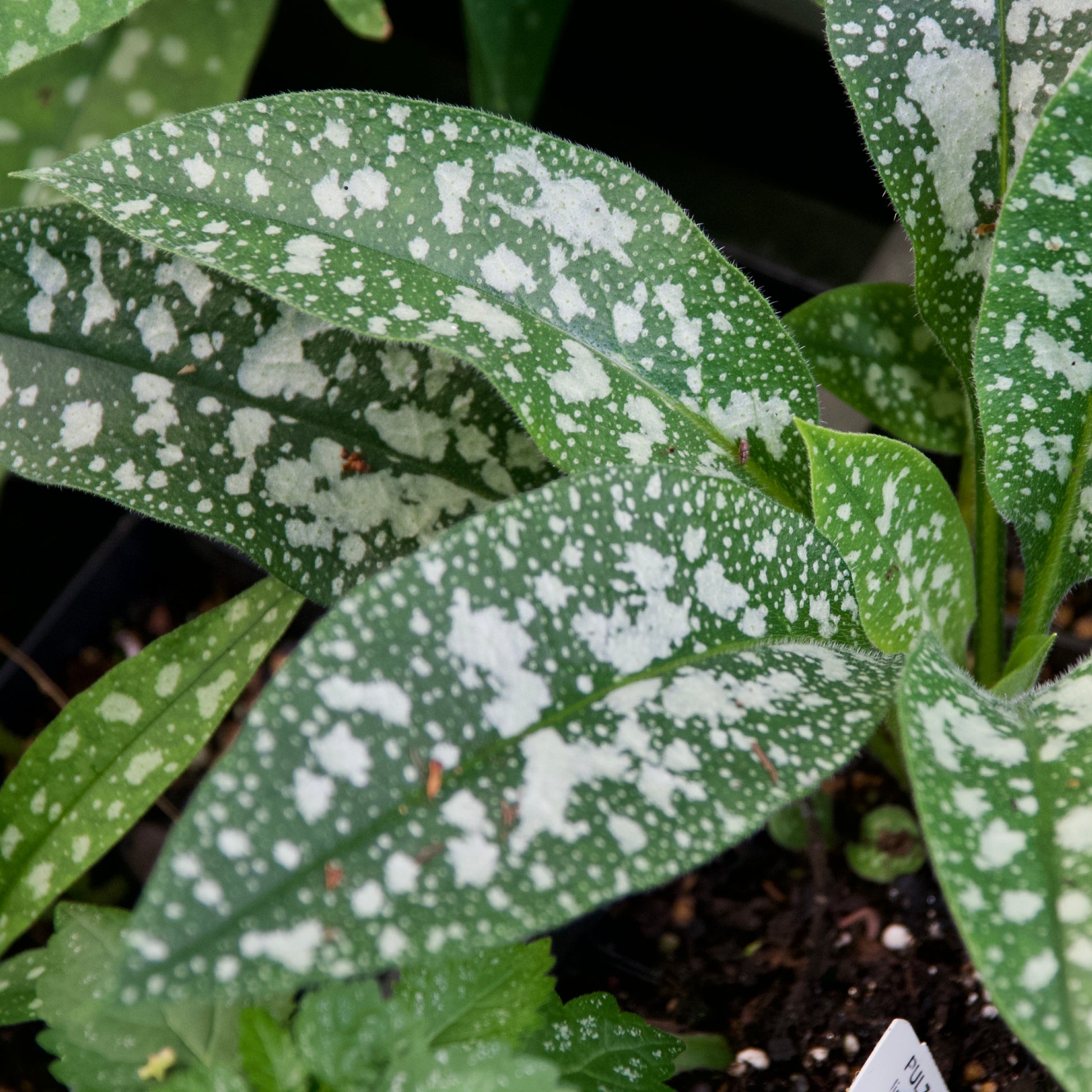 Pulmonaria x  'Twinkle Toes'