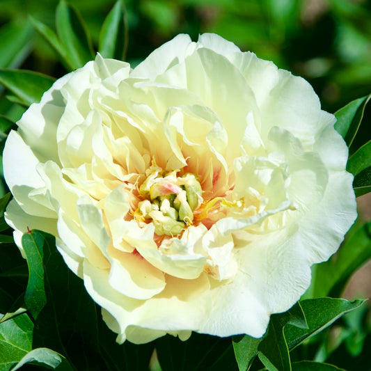 A yellow double peony with orange in the center.
