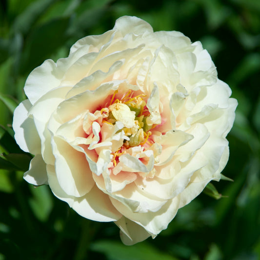 Close-up of a yellow peony flower with a rose-toned center on a blurred green leaves background.