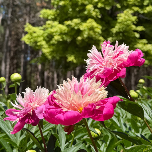Three pink peony flowers in full bloom with ruffled petals, set against a soft-focus background of green foliage and tree trunks.