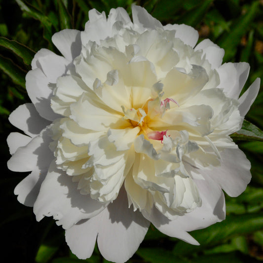 A close-up image of a large double white peony blossom with prominent crimson flakes in the center.