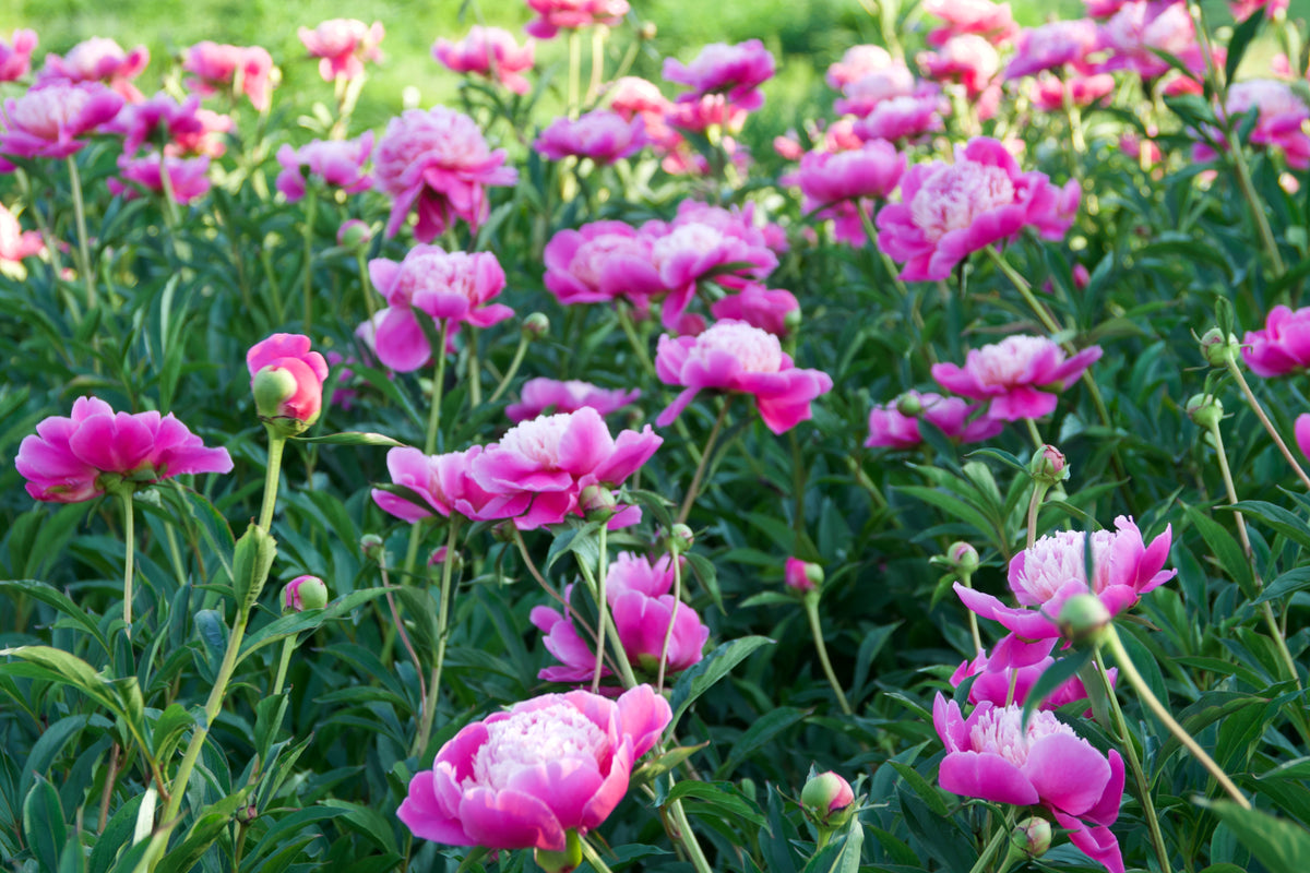 Paeonia lactiflora 'Santa Fe' (Peony)