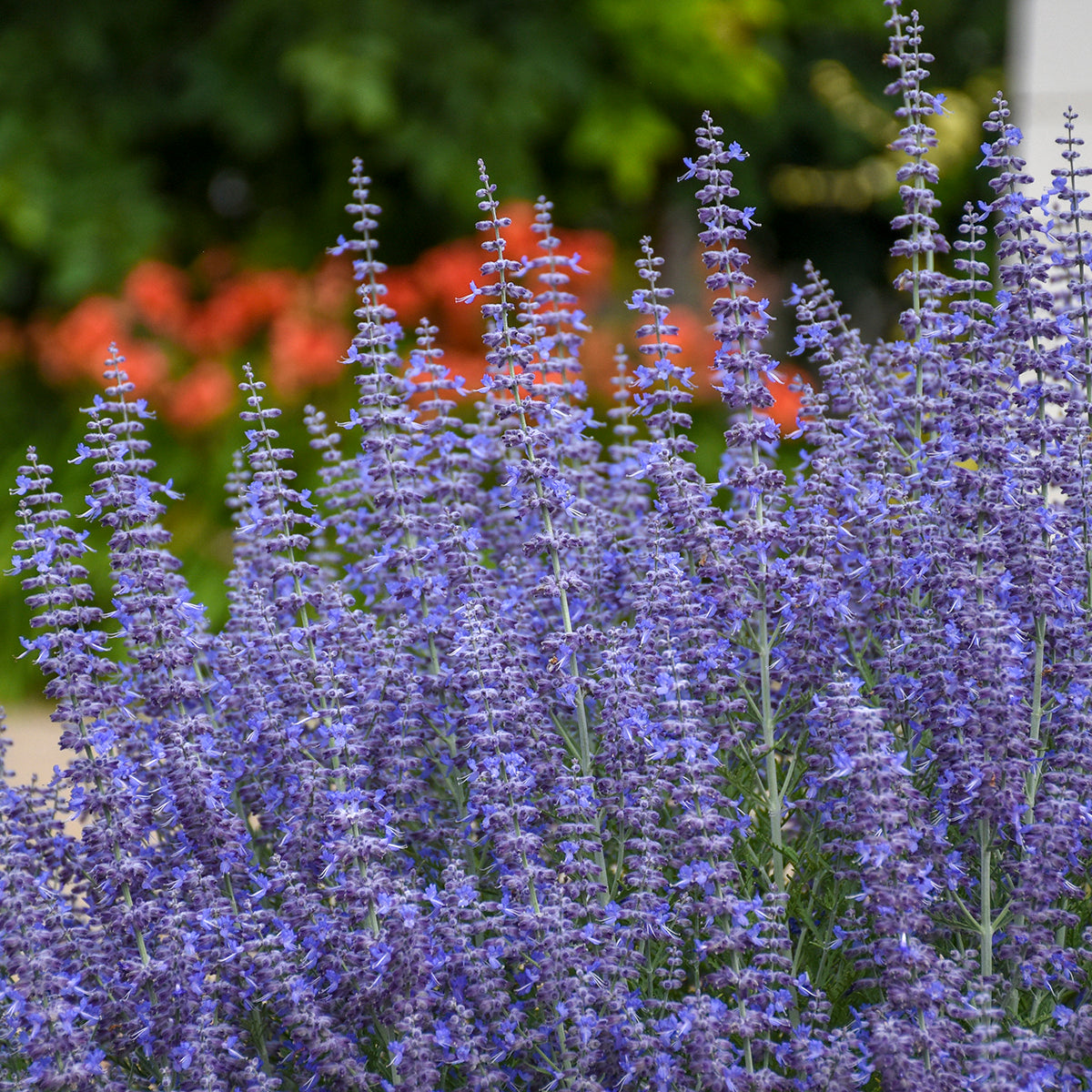 Perovskia atriplicifolia 'Denim 'n Lace'