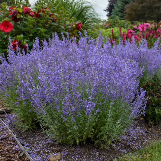 Perovskia atriplicifolia 'Denim 'n Lace' (Russian Sage)