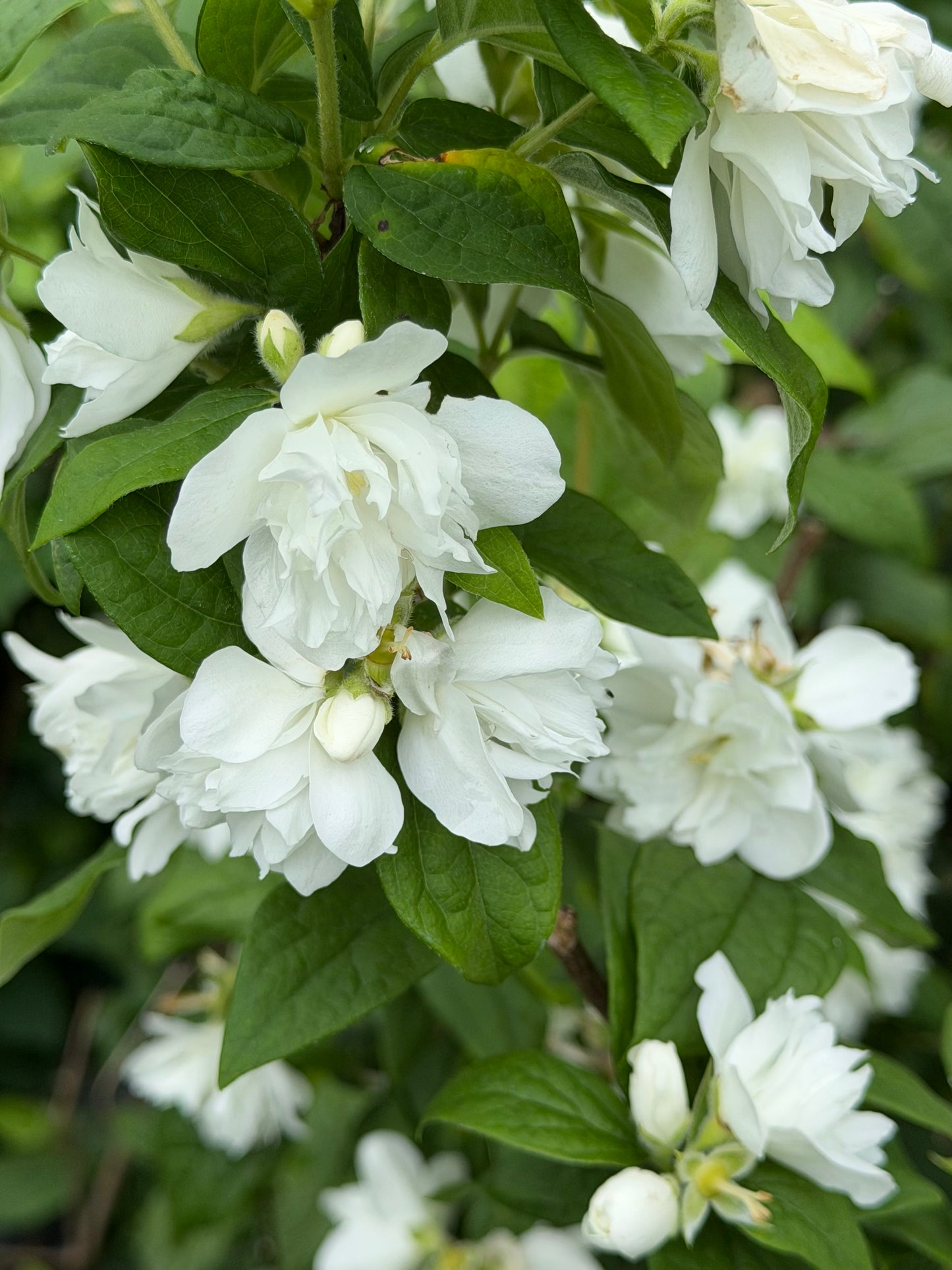 Bouquet of white flowers with green leaves