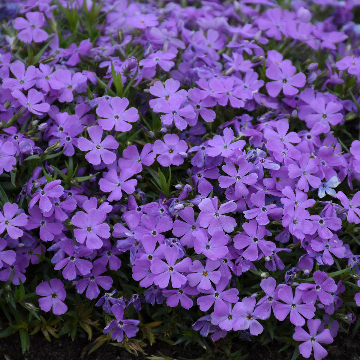 Phlox subulata 'Crater Lake'