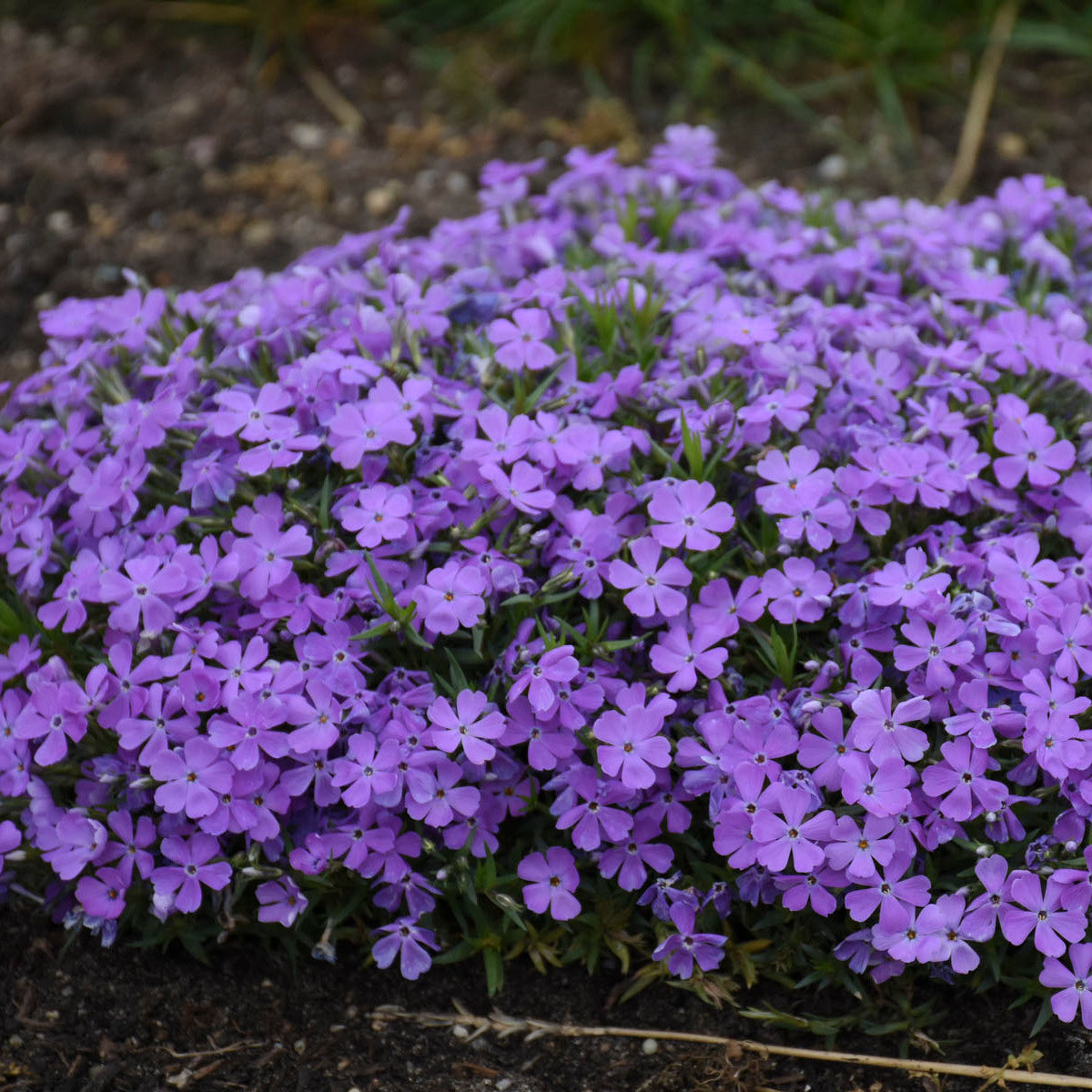 Phlox subulata 'Crater Lake'