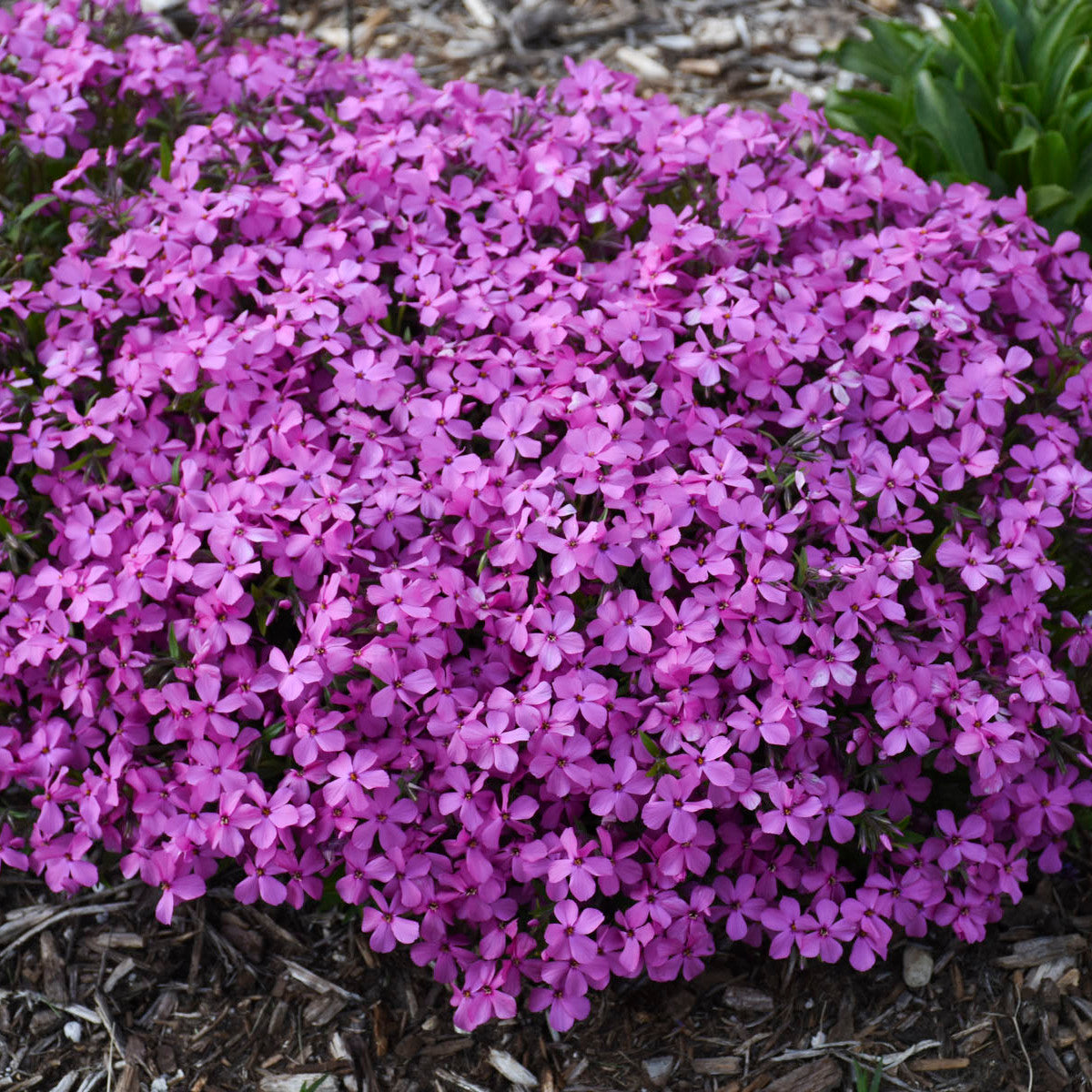 Phlox subulata 'Magenta Sprite' (Creeping Phlox)