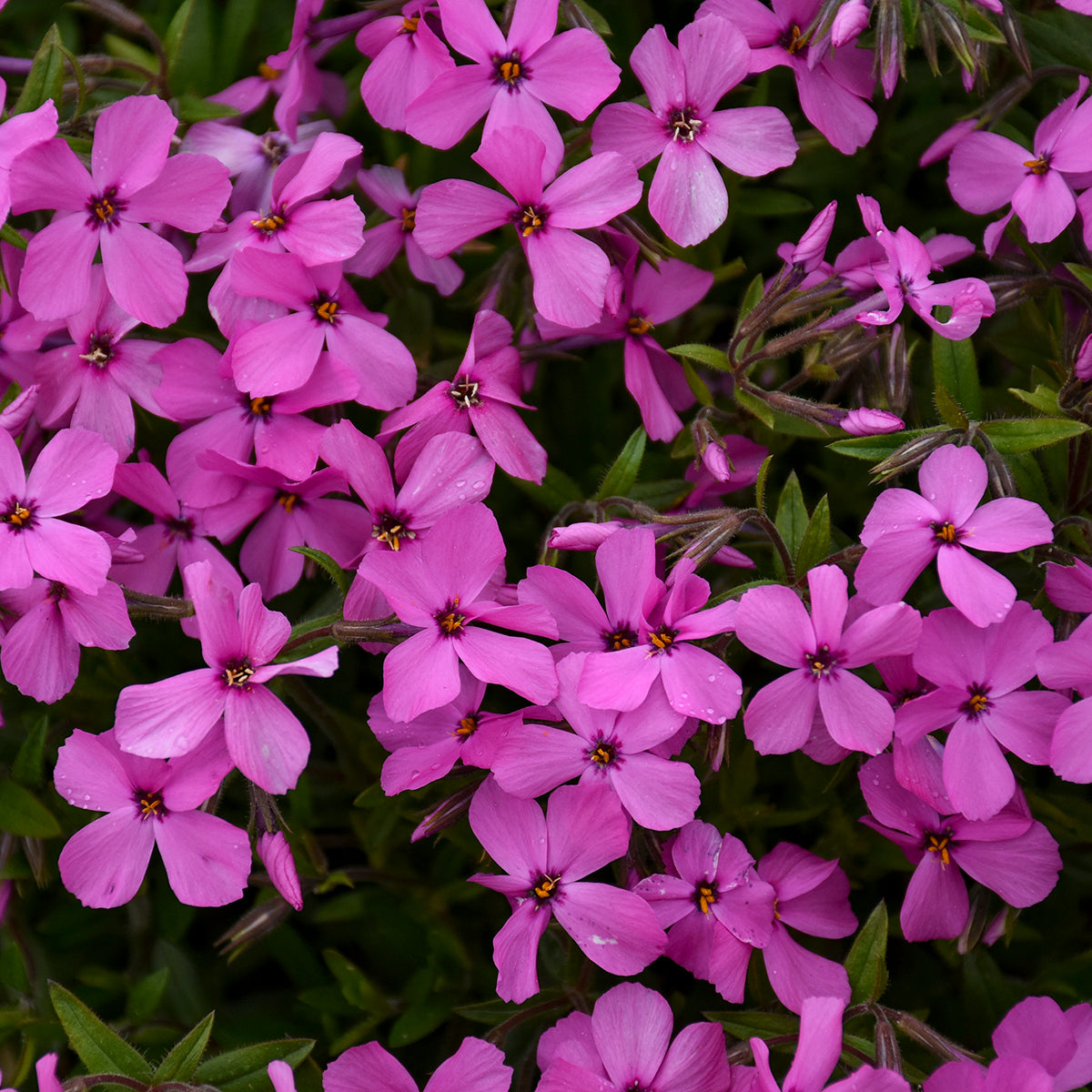 Phlox subulata 'Magenta Sprite' (Creeping Phlox)