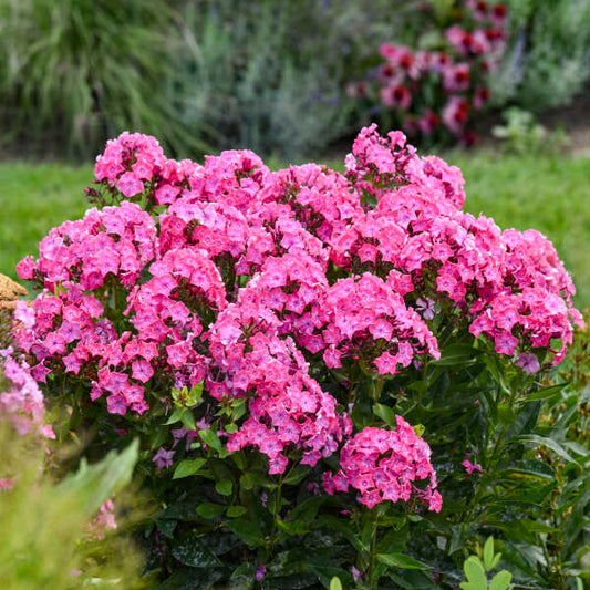 Phlox paniculata 'Pink Lightning'