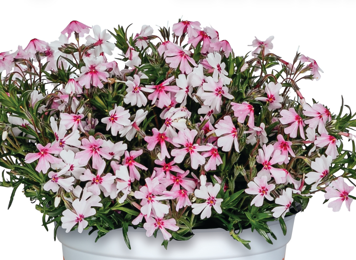 Phlox subulata 'Spring® Coral Eye’ (Creeping Phlox)