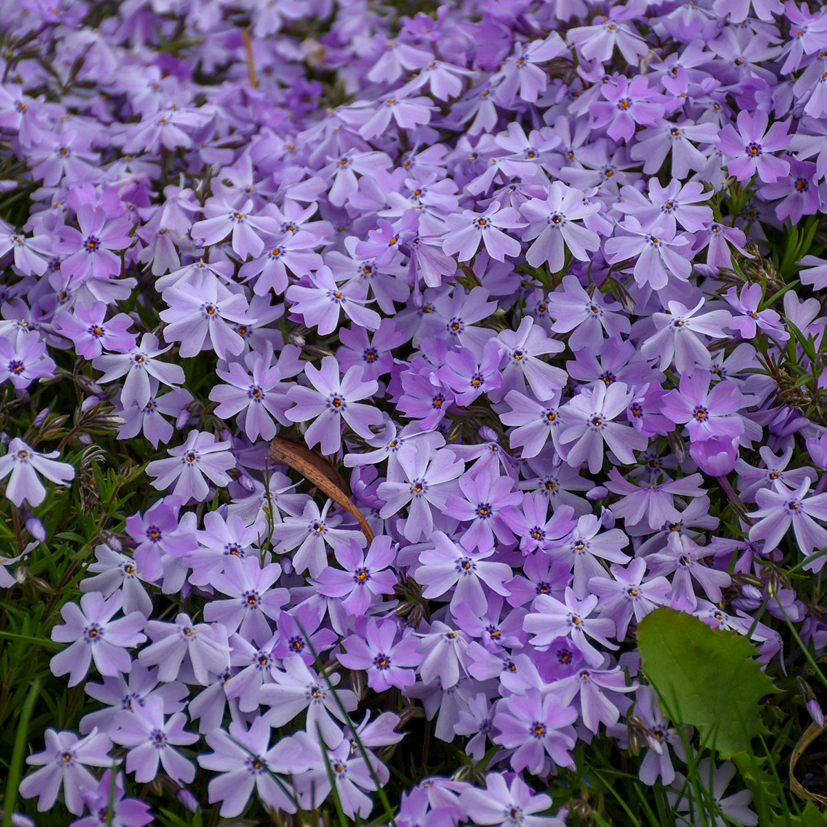 Phlox subulata 'Emerald Blue' (Creeping Phlox)