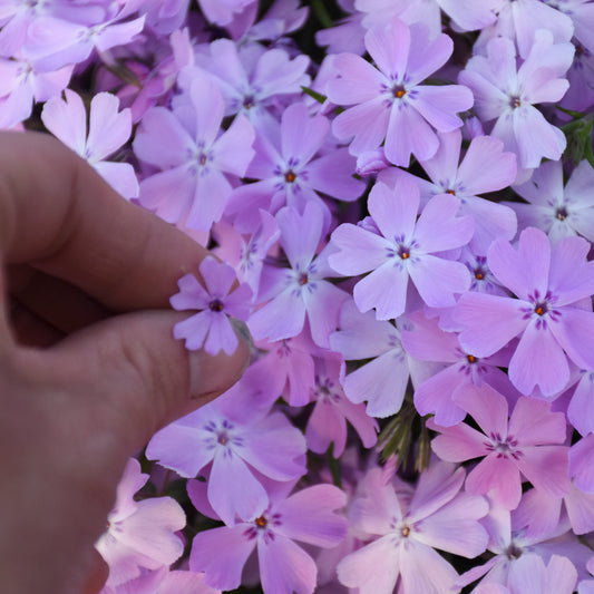 Phlox subulata  'Pink Sparkles'