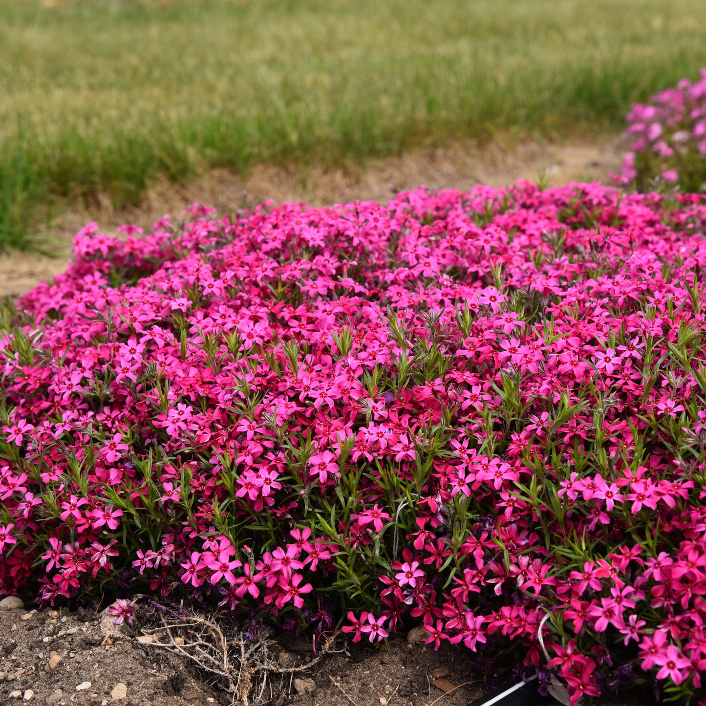 Phlox subulata 'Red Wings'