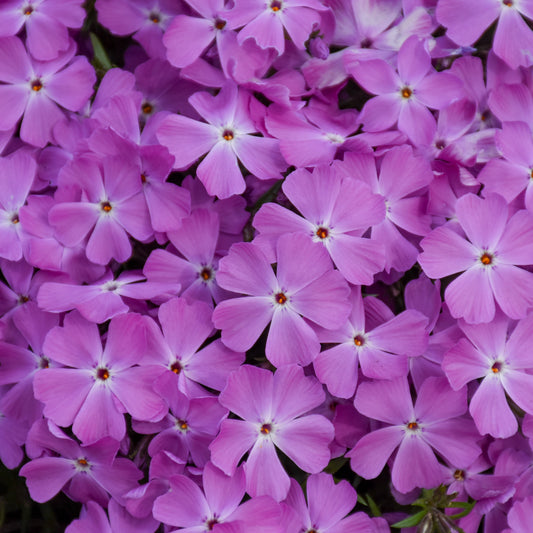 Phlox subulata 'Rose Quartz' (Creeping Phlox)