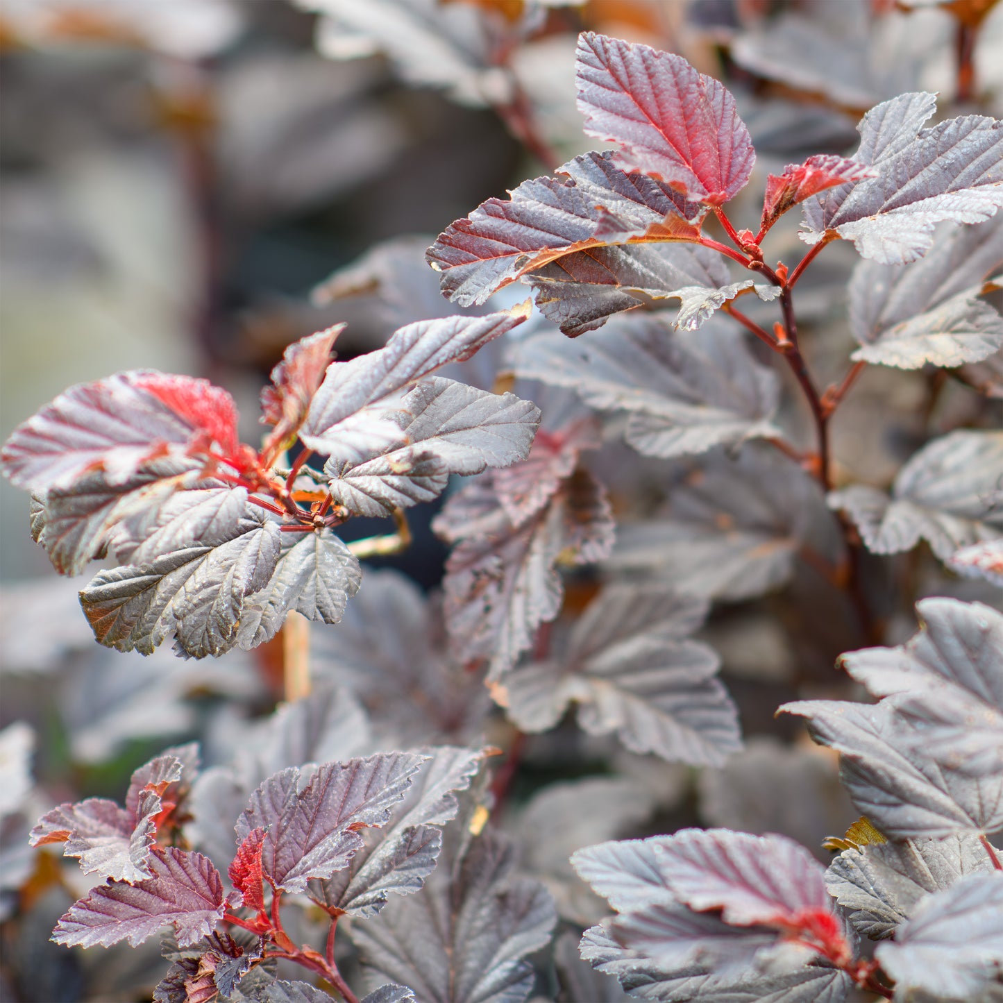 Physocarpus opulifolius 'Fireside' - Ninebark