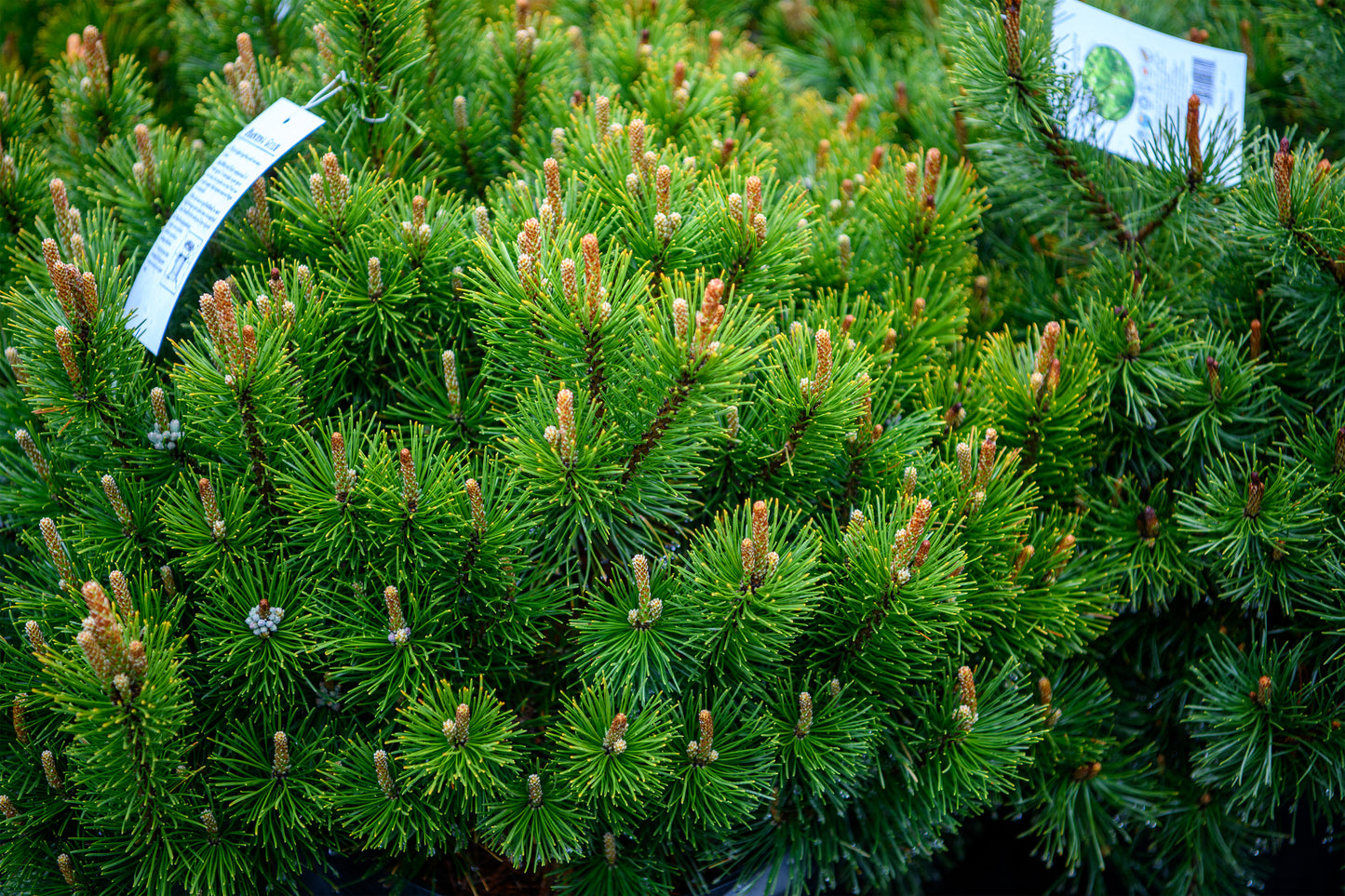 Pinus mugo var. Pumilio (Dwarf Swiss Mountain Pine)