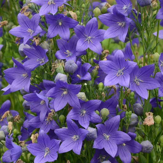 Platycodon grandiflorus 'Fuji Blue' (Balloon Flower)