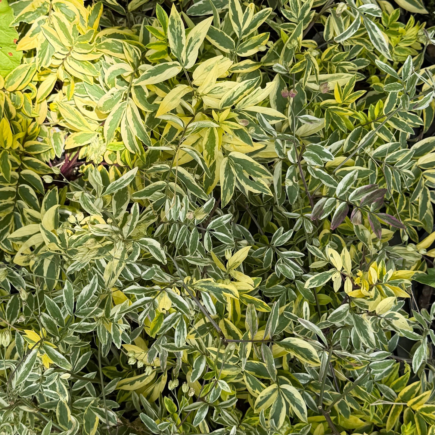 Close-up of a variegated leafy plant with green, yellow, and cream foliage filling the frame.