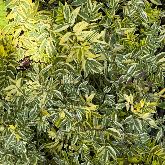 Close-up of a variegated leafy plant with green, yellow, and cream foliage filling the frame.
