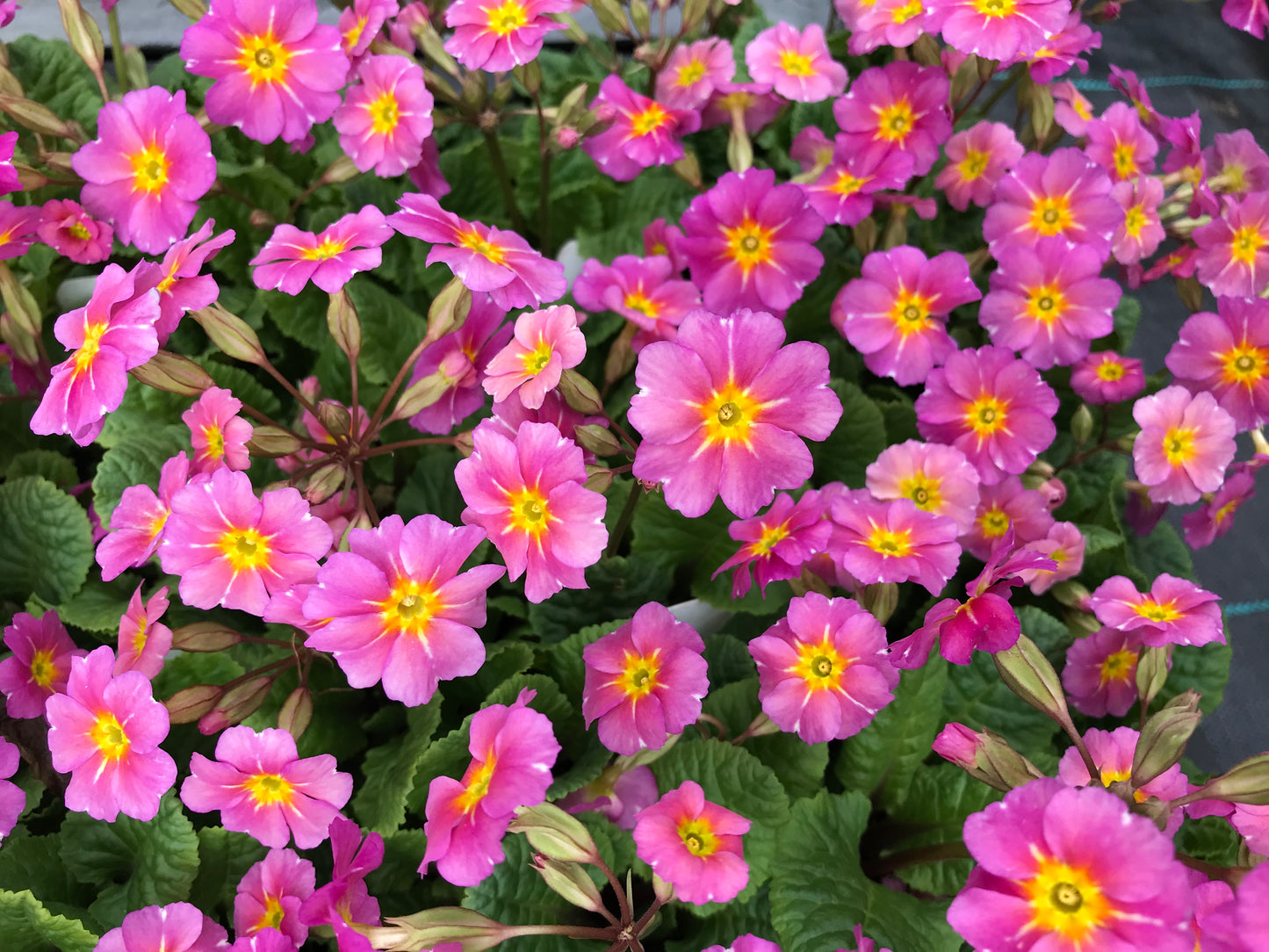 Primula juliana 'Kinlough Beauty'