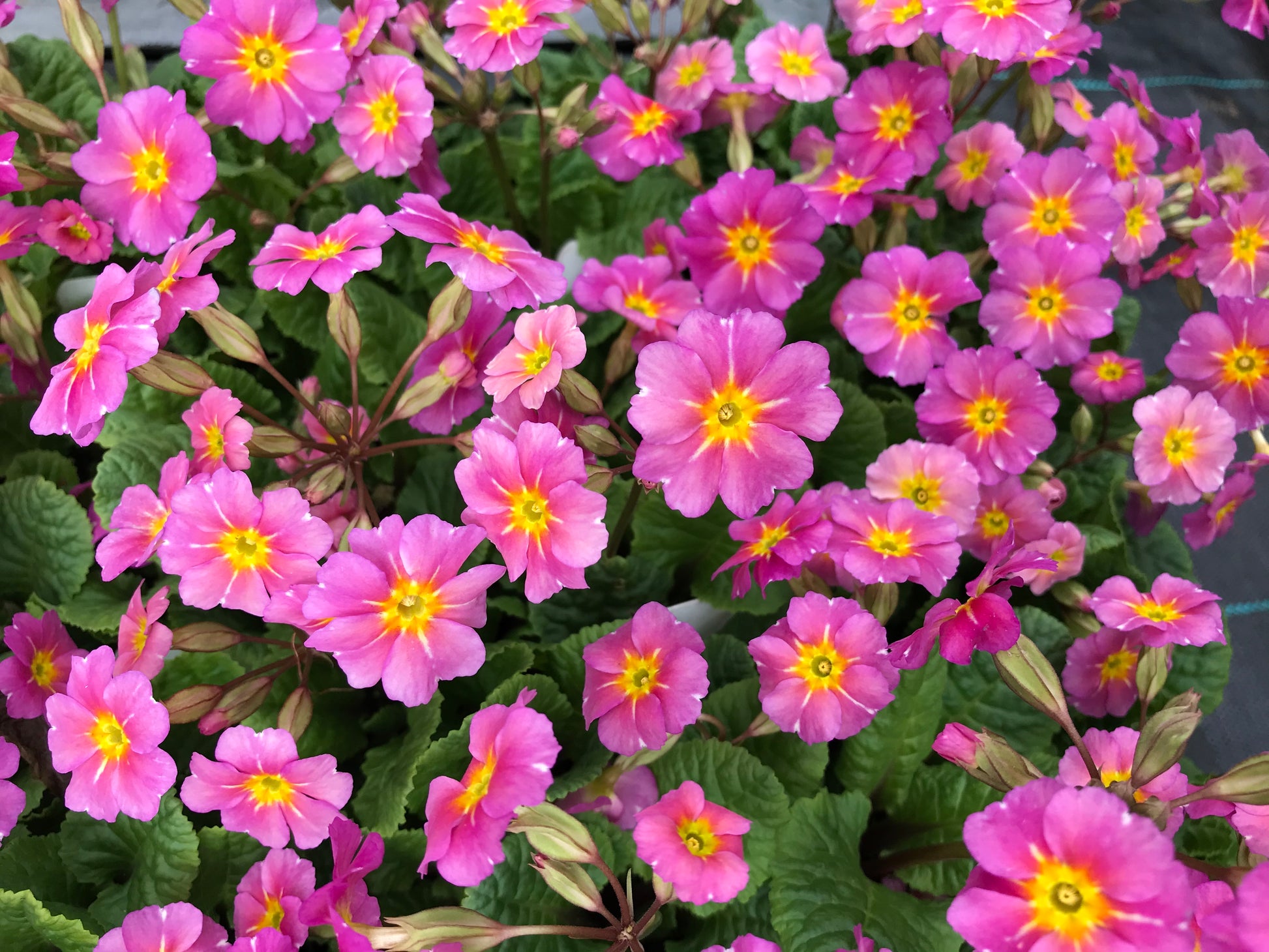 Primula juliana  'Kinlough Beauty'