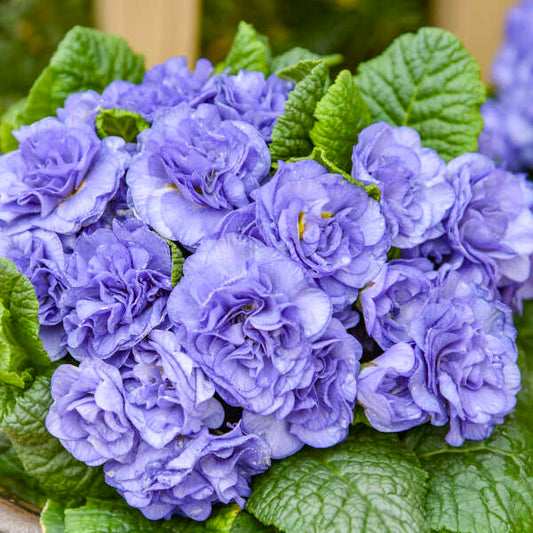 Primula vulgaris 'Watercolour Blue' (Primrose)