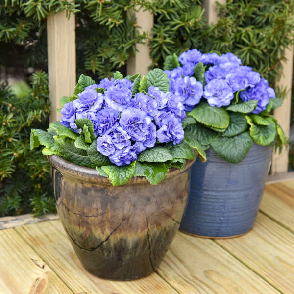 Primula vulgaris 'Watercolour Blue' (Primrose)