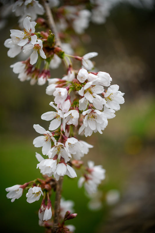 Prunus pendula 'Snow Fountain' - Weeping Cherry