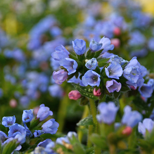 Pulmonaria x  'Twinkle Toes' (Lungwort)