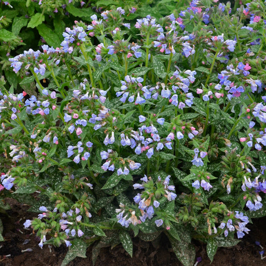 Pulmonaria x  'Twinkle Toes' (Lungwort)