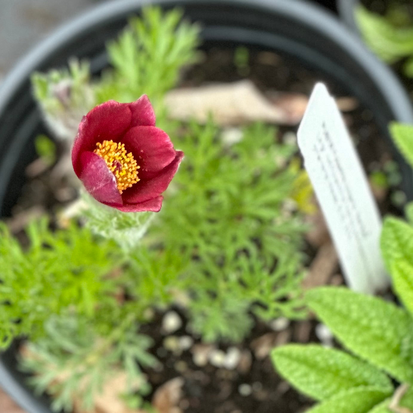 Small red flower with yellow center above green leaves
