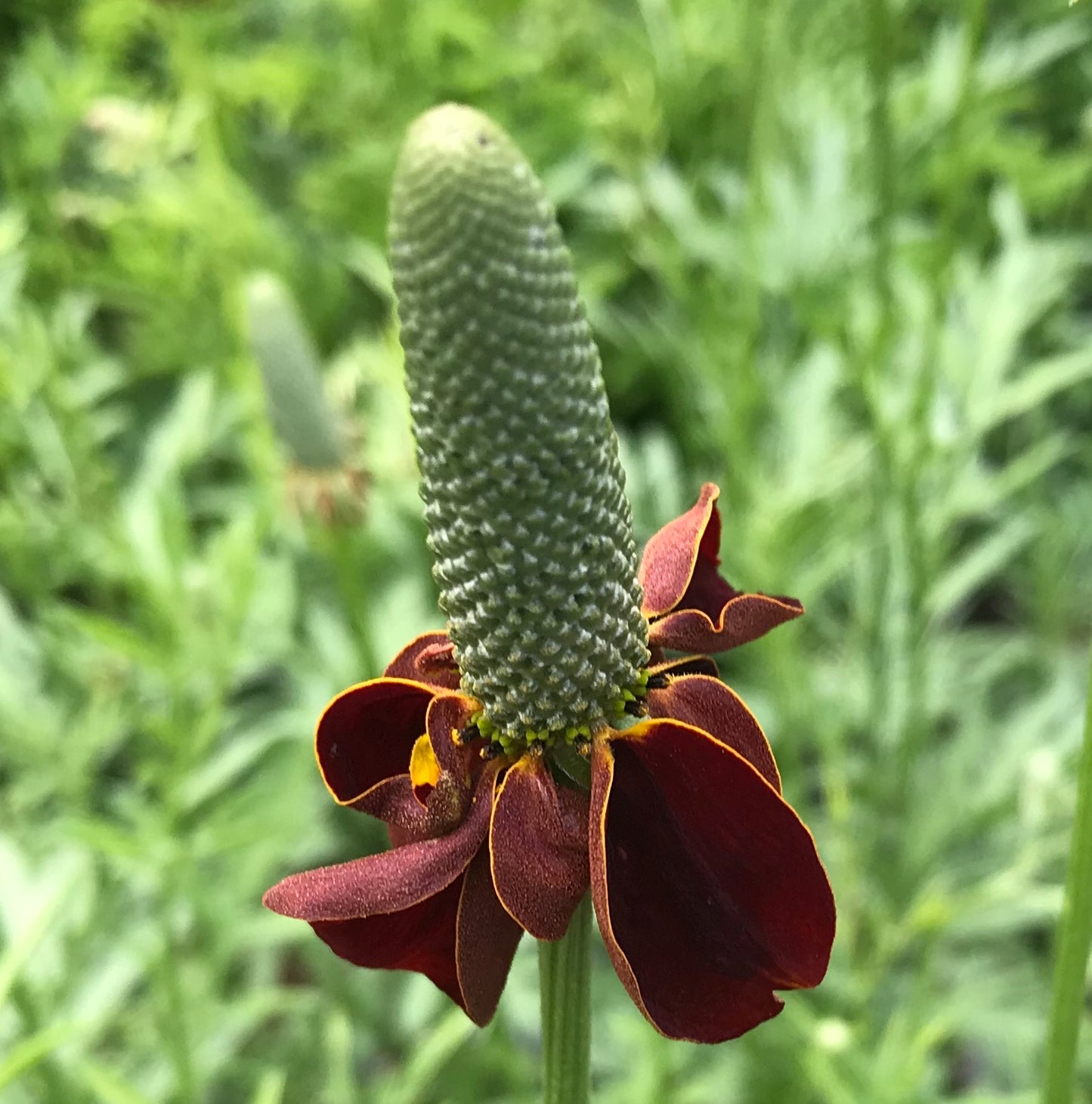 Ratibida columnifera 'Red Midget'