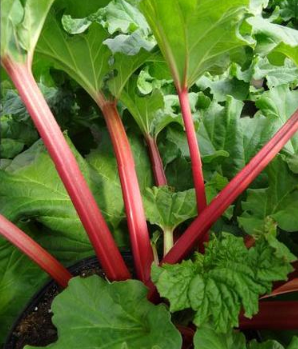Rheum x hybridum 'Canada Red' (Rhubarb)