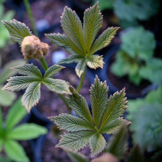 Rodgersia pinnata 'Die Schone'