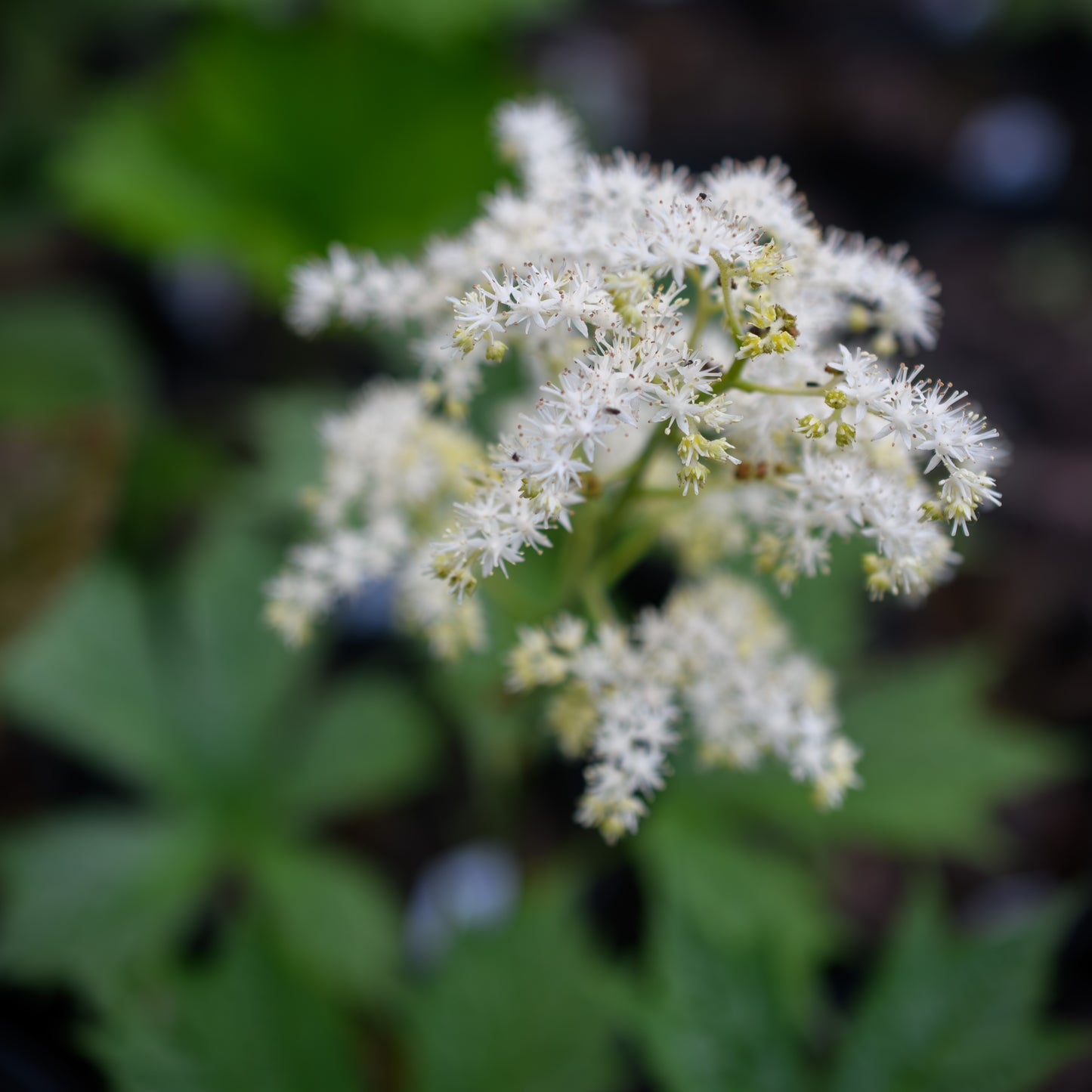 Rodgersia podophylla