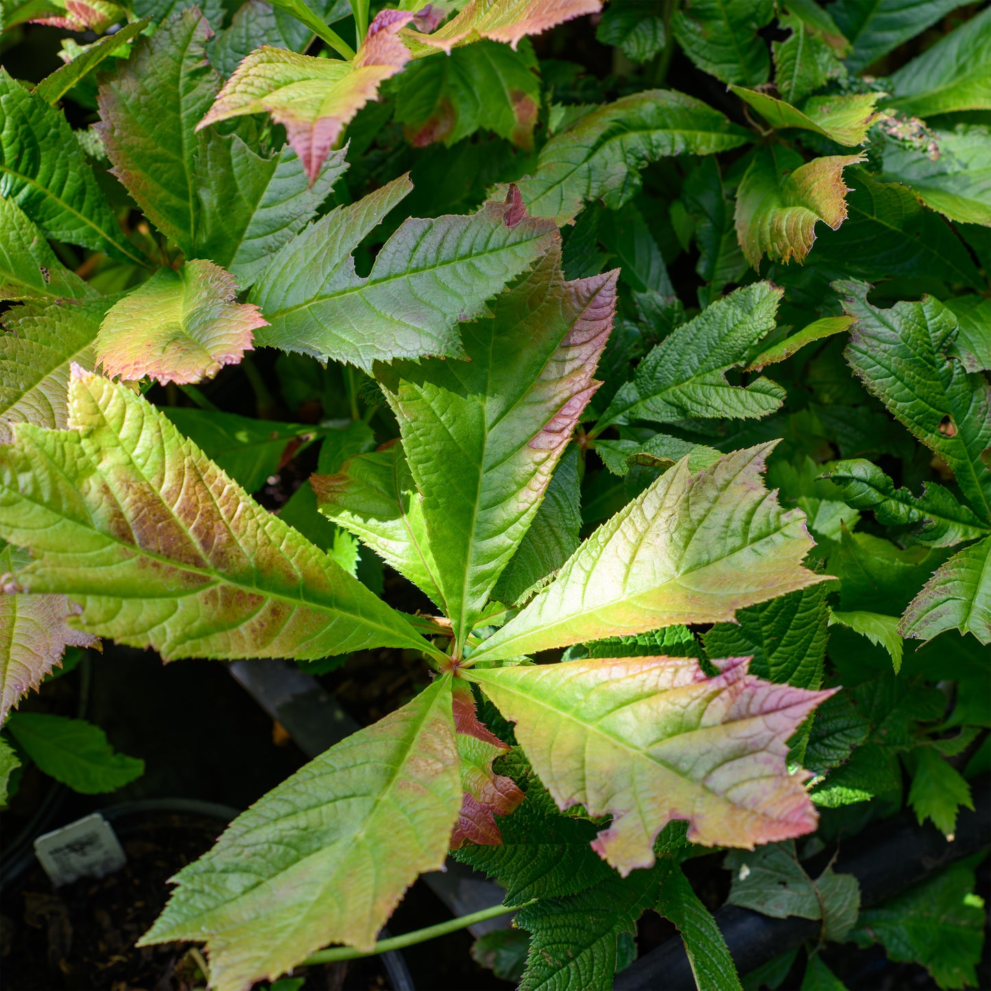Rodgersia podophylla 'Braunlaub'