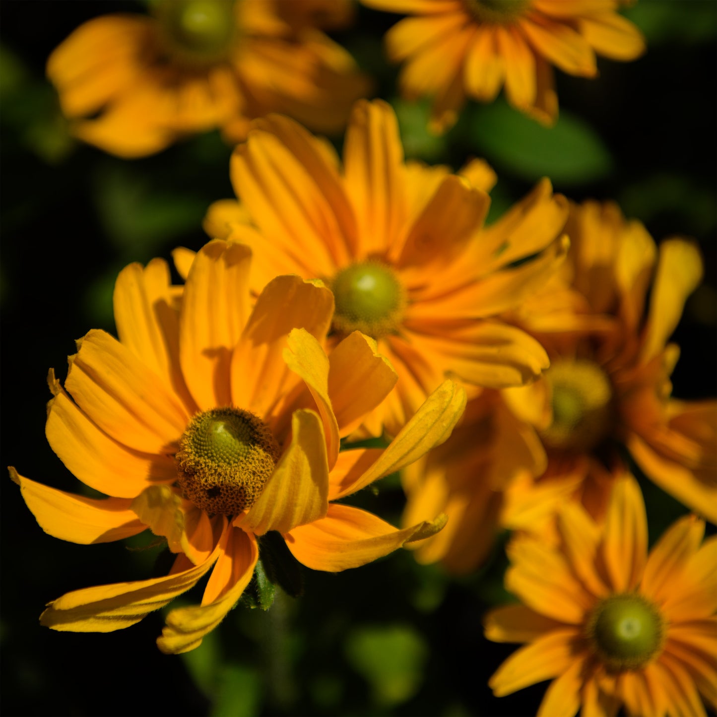 Rudbeckia hirta 'Amarillo Gold' (Black Eyed Susan)