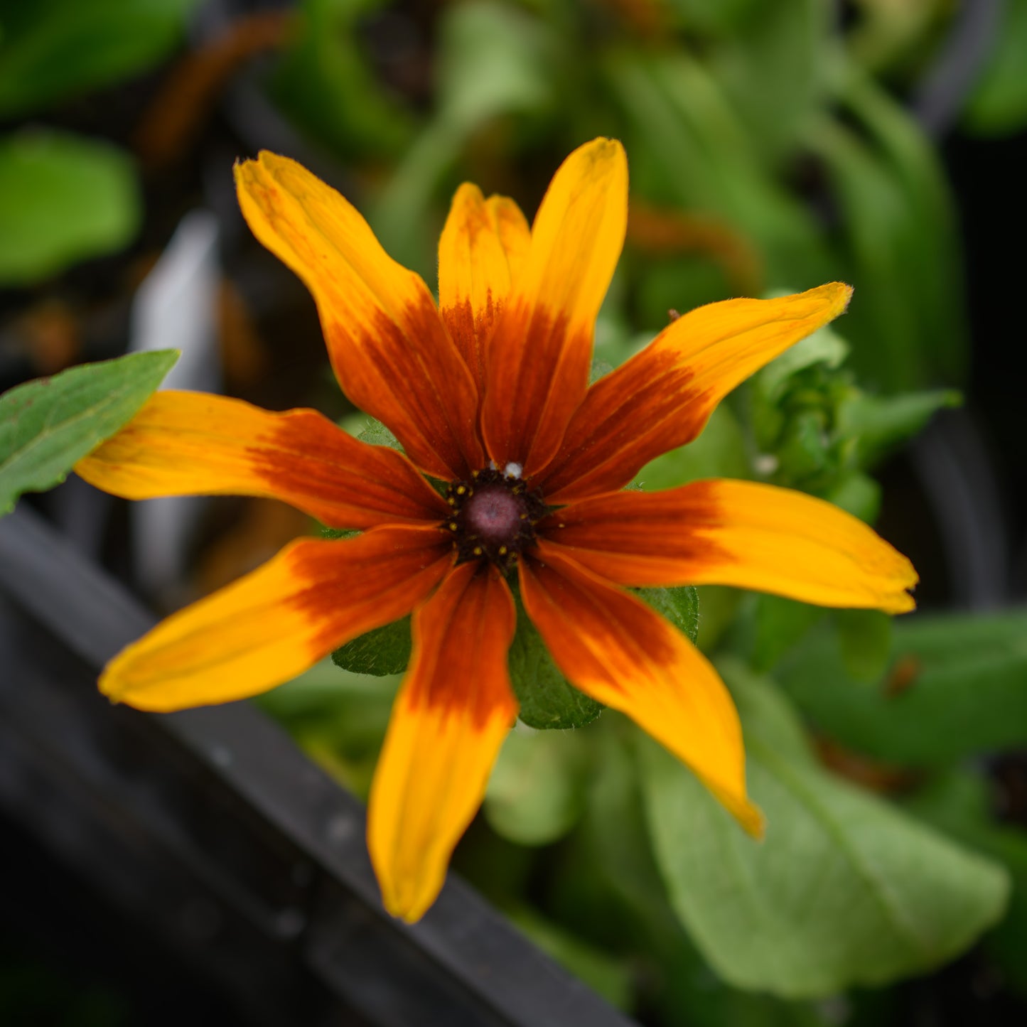 Rudbeckia hirta MiniBeckia™ Flame