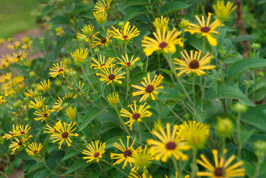 Rudbeckia subtomentosa  'Little Henry'