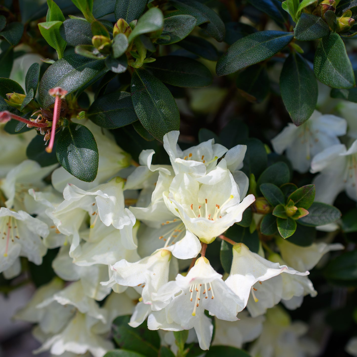 Rhododendron x 'Towhead' -