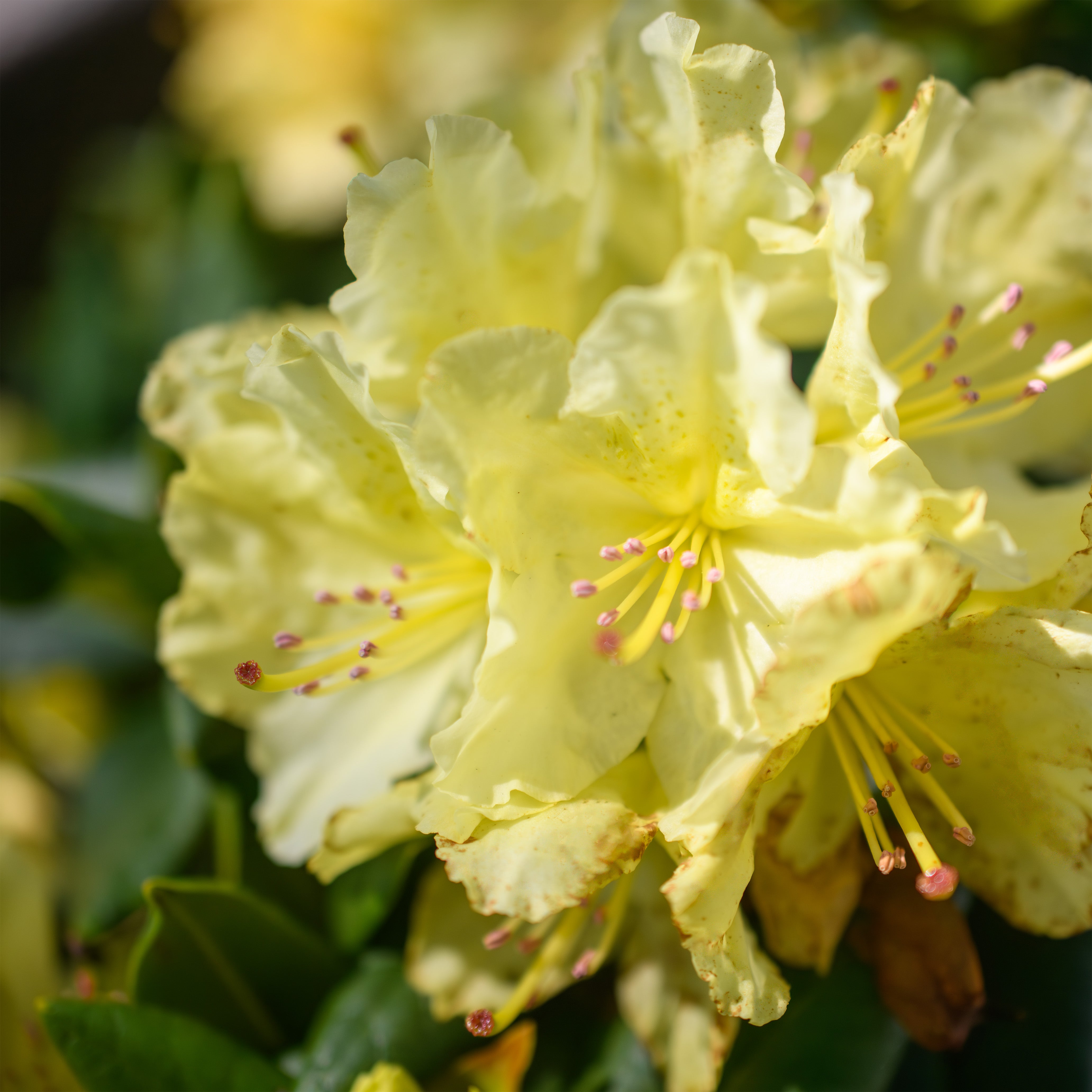 Rhododendron, Capistrano Rhododendron 3 GALLON
