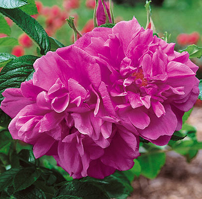 Rosa rugosa 'Hansa'