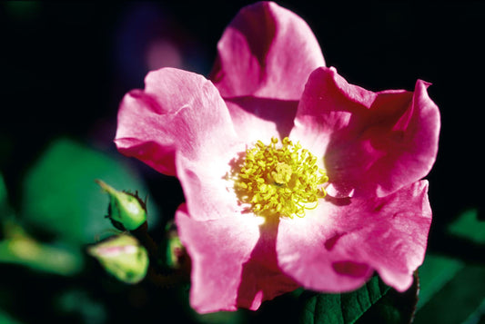 Rosa floribunda 'Nearly Wild' -