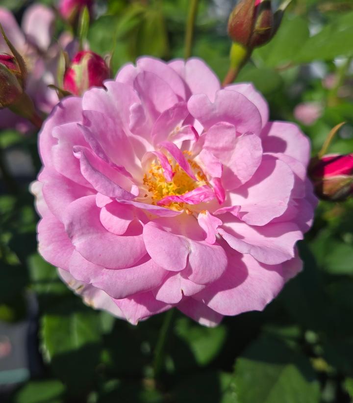 Rosa x Rise Up Lilac Days™