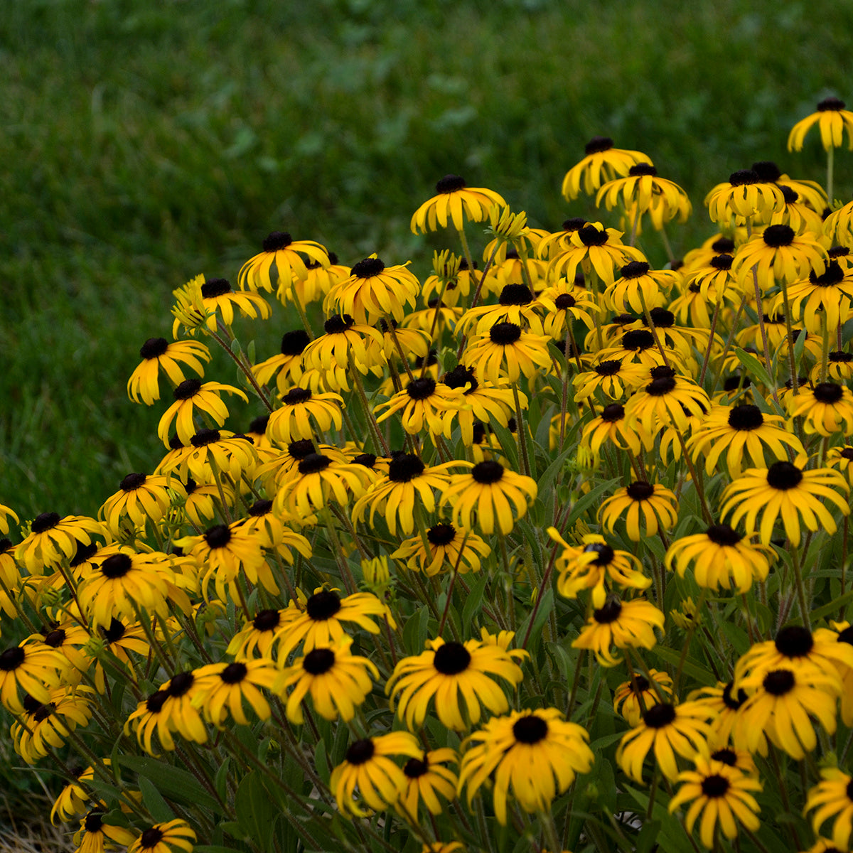 Rudbeckia x 'American Gold Rush'